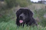 DOGUE DU TIBET 589